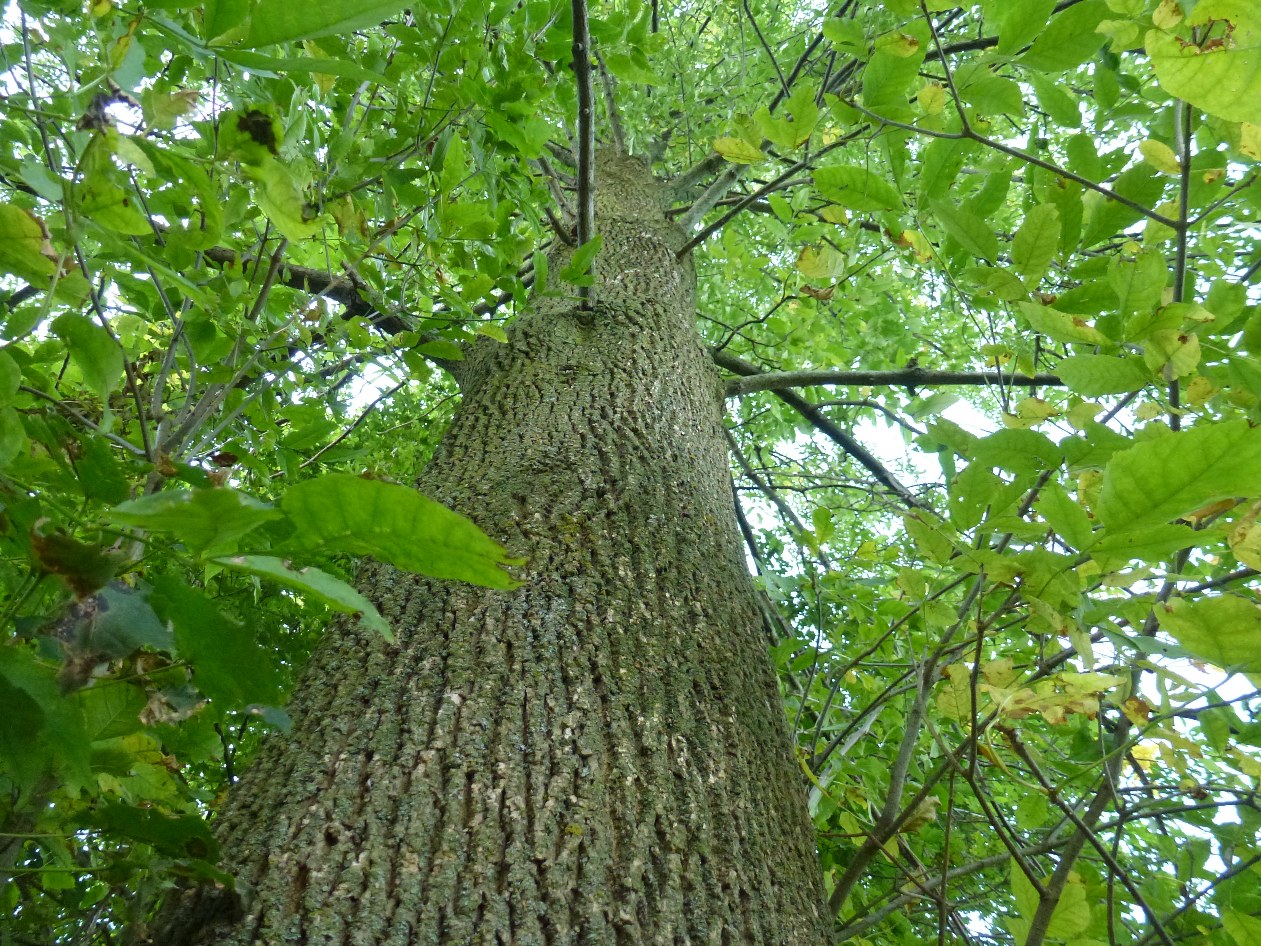 cây gỗ tần bì (ash) Mỹ