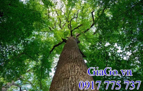 cây gỗ bạch dương (gỗ poplar)