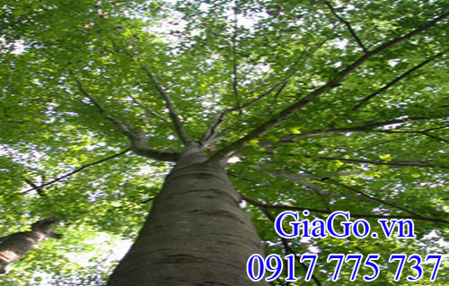 cây gỗ dẻ gai (beech)