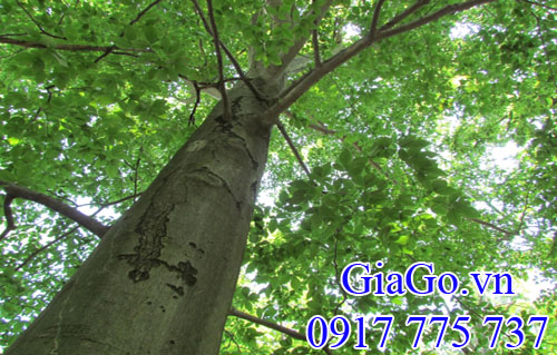 cây gỗ dẻ gai (gỗ beech) Mỹ