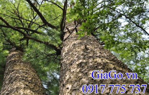 cây gỗ thông trắng (gỗ white pine)